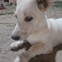 سگ پاکوتاه