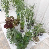 تعدادی گل فروشی