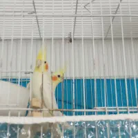 عروس‌هلندی‌