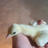 جوجه طاووس مصری