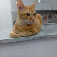 گربه|گربه|مینودشت, |دیوار