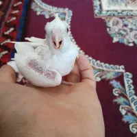 عروس البینو سرلاکی