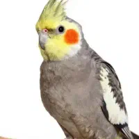 طوطی عروس نروماده