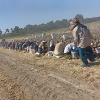 تعدادزیادی کارگرپیاز زعفران نیازمندیم فوری
