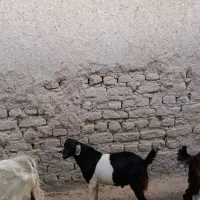 بزغاله نر