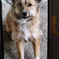 فرشته مهربان برای واگذاری