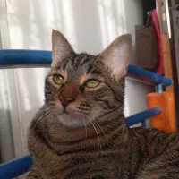 گربه نر سالم