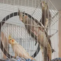 سه عدد عروس هلندی