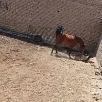 مادیان جوان اصیل معاوضه هم دارم