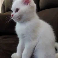 گربه