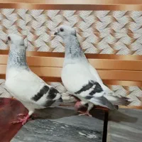 دو عدد کبوتر نر شامی سفید