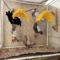 کبوتر رنگی و بوشهری