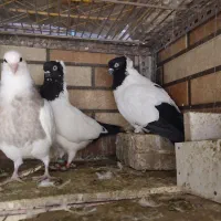 کبوتر|پرنده|قم, چهار مردان|دیوار