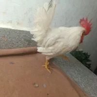 خروس