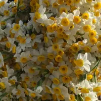 پیاز گل نرگس فروشی