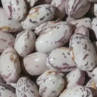 لوبیا