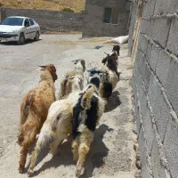۶ بزغاله شیرمس و چاق مناسب کشت و داشت