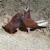 کبوترای گلچین قیمت تو متن نوشتم بخانید.تشکر