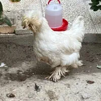 دو عدد خروس سیاه رنگ و سفید رنگ نژاد لهستانی