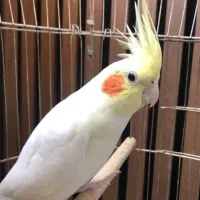 عروس هلندی ماده