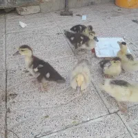 جوجه اردک