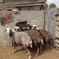 ۵راس شیشک دودندان قوچ خورده
