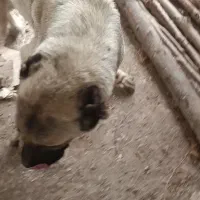 سگ ماده سراب