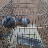کبوتر چای