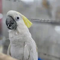 فروش یا معاوضه کاکادوتاج زردسایز ۳ کینگ سایز