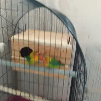 طوطی برزیلی