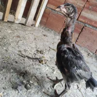 جوجه لاری دوماهه