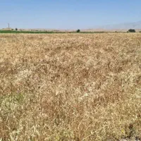 فروش کاه گندم ( از نوع دروم)