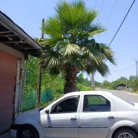 درخت تزیینی برای ویلای زیبای شما