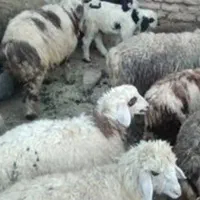 بره ماده خوب