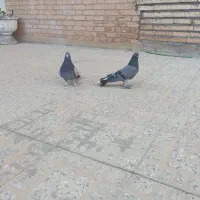 کبوتر پر