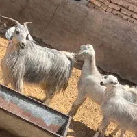 بز کبود دوقول میش