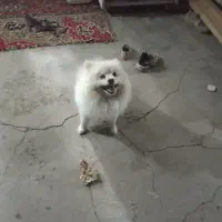 پامرین پسر
