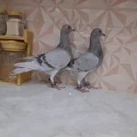 پلاکی اصیل
