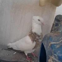 ۳ عدد کبوتر طوقی
