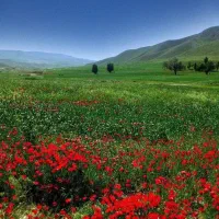زمین کشاورزی وزراعی تک برگ سند