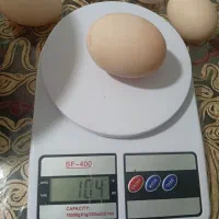 سلام تخم مرغ محلی