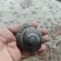 فسیل حلزون قدمت دار