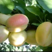 نهال زردآلو