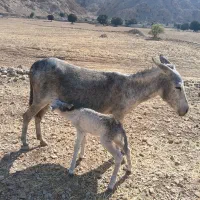 دو عدد خر ماده