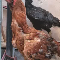 یک خروس ترک و دو عدد مرغ افغان سالم