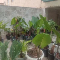 گل و گیاه
