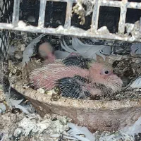 کبوترپرشی