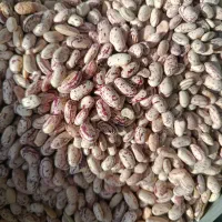 لوبیا چیتی خارجی زودپز تمیز