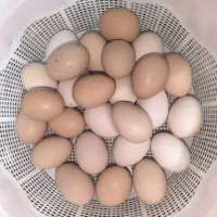 تخم مرغ خانگی درجه ۱