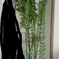 گل طبیعی